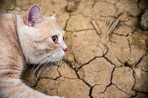 The cat lies on the ground during the evening indoors. barren ground photo