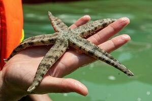 Starfish or sea stars are a type of starfish, large starfish. Brown with black band on human hand, isolated, close-up photo