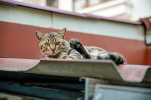 A brown striped tabby with black stripes lying on a tiled roof. looking at camera photo