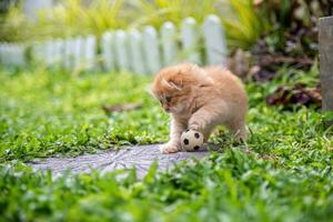 gatitos, gatos son jugando pelota o fútbol en el campo, en el jardín. interino me gusta un fútbol jugador. Listo para el mundo taza foto