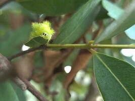 Worm or Green caterpillar. There are eyeballs eating leaves. are insect pests destroy farmer's productivity photo