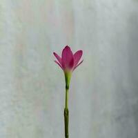 hermosa rosado flor en mi jardín foto