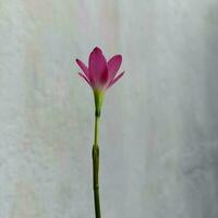 Beautiful pink flower in my garden photo