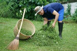 Asian man is working at backyard,  get rid of grass, after mowing, put grass into basket and broom. Concept, cleaning around house and community for safety from harzadouse insects or poison animals. photo