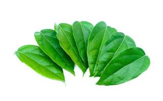 Green Tiliacora triandra leaves or Bai ya nang Thai name ,isolated on white background. Concept, Thai herbal plants that have medicinal qualification, food and drink ingredient. photo