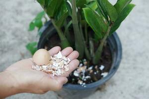 Hands hold egg shell, food scraps to fertilize plants. Concept, kitchen waste management, making compost from organic garbage. Environment conservation. Home composting photo