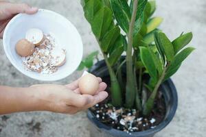 Hands hold bowl of egg shell, food scraps to fertilize plants. Concept, kitchen waste management, making compost from organic garbage. Environment conservation. Home composting photo
