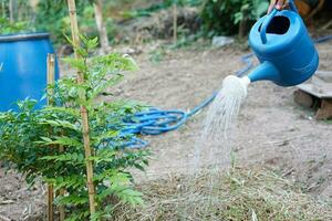 de cerca jardinero utilizar azul agua lata a agua plantas en jardín. concepto, jardinería, tomando cuidado planta. local agricultura estilo de vida. suficiencia economía. trabajo con naturaleza. jardinería pasatiempo. foto