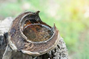 Old coconut shell with some water inside which can be the place for mosquitoes breeding. Concept, campaign to stop mosquitoes cycle to lay eggs in water container. Mosquitoes cause diseases photo