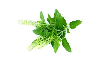 Green Holy basil , Ocimum sanctum, leaves and flowers  isolated on white background. Concept, Thai herbal vegetable, medicinal qualification, food ingredient for seasoning food. photo