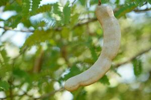 Fresh organic raw Tamarind fruit on branch tree. Agricultural crops of Thai farmers that can grow in many areas of Thailand. This photo is tamarinds in garden, Nan Province.