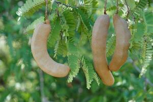 Fresh organic raw Tamarind fruits on branch tree. Agricultural crops of Thai farmers that can grow in many areas of Thailand. This photo is tamarinds in garden, Nan Province.