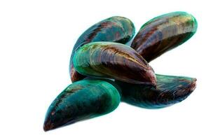 Fresh mussels isolated on white background. Concept , edible seafood that can cook for variety menu. photo