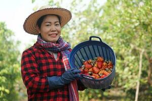 Asian woman gardener works at cashew garden, holds basket of cashew fruits. Economic crop in Thailand. Summer fruit. Ready to be harvested. Concept, happy farmer. Agriculture lifestyle. photo