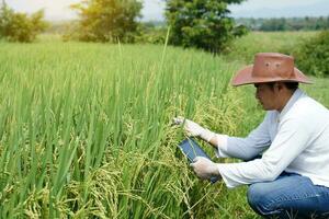 asiático granjero usa sombrero y blanco camisa observando y tomando Nota acerca de el crecimiento y arroz enfermedad en inteligente tableta a verde arrozal campo. concepto agricultura y inalámbrico tecnología. inteligente agricultor. foto