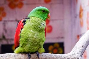 selectivo atención de rojo con alas loro encaramado en sus recinto en el tarde. genial para educando niños acerca de salvaje animales foto