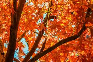 Beautiful bright orange maple leaf photo