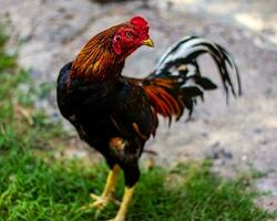 A rooster who crows loudly around the house photo