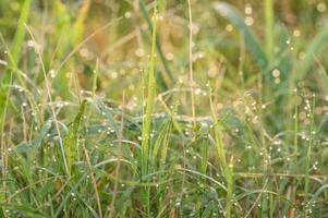 A blanket of dew on a meadow at sunrise. photo