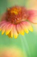 Yellow, orange, and red petals of Gaillardia against a defocused green background. photo