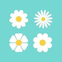 white daisy flower vector