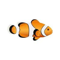 Clown fish isolated on white background. Cute print popular sea fish Amphiprion. Vector. vector