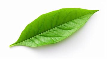 green leaf on white background photo