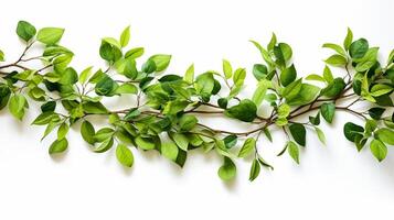 soft green tree branches on white background with copy space photo