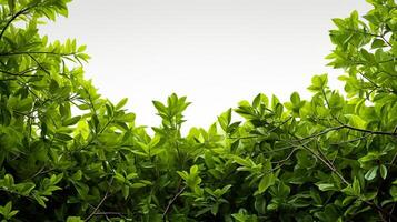 soft green tree branches on white background with copy space photo