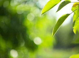 Nature green landscape sky background photo