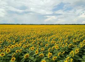 Nature green landscape sky background photo