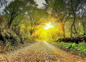 Nature green landscape sky background photo