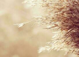 Nature green landscape sky background photo