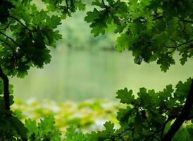 Nature green landscape sky background photo