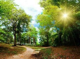 Nature green landscape sky background photo