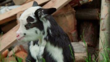 A small goat that is three days old. video