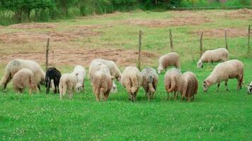 schapen grazen in de achtertuin van een landelijk huis. video