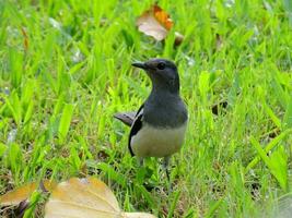 A cute grey bird at park in Bangkok, Thailand photo
