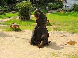 Poor and cute elephant, Samut Prakan, Thailand photo