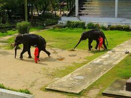 Poor Thai elephant, Samut Prakan, Thailand photo