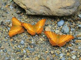 Yellow Butterflies At Ban Krang Camp the national park, Kaeng Krachan, Phetchaburi, Thailand photo