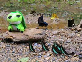Travel frog or tabikaeru with butterflies At Ban Krang Camp the national park Kaeng Krachan, Phetchaburi, Thailand photo