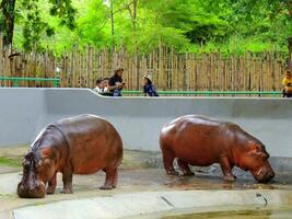 Two hippopotamus at Khao Din Zoo or Dusit Zoo, Bangkok, Thailand photo
