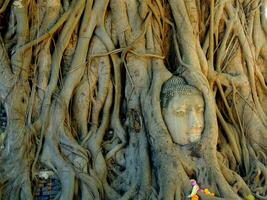 el Buda cabeza en árbol raíces, wat maha eso, Lisa blackpink estaba aquí, ayutthaya, Tailandia foto