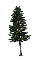 Festive Pine Tree Isolated on White Background Perfect for Christmas and Landscape Gardening photo