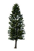 Festive Pine Tree Isolated on White Background Perfect for Christmas and Landscape Gardening photo