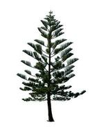 Festive Pine Tree Isolated on White Background Perfect for Christmas and Landscape Gardening photo