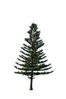 Festive Pine Tree Isolated on White Background Perfect for Christmas and Landscape Gardening photo