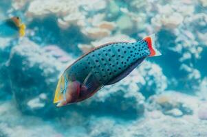 Tropical colorful fish under a clean sea photo