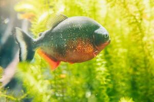 Tropical colorful fish under a clean sea photo